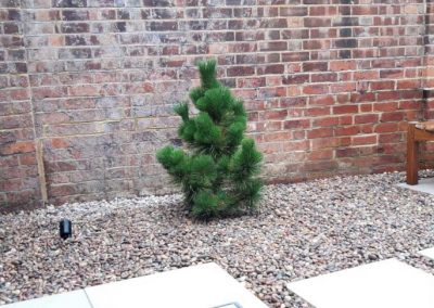 small tree planted in pebbles in front of brick wall