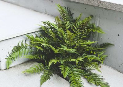 small green fern beside white patio step