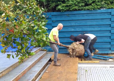 Two men moving a large tree